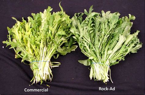 Rock Ad A New Cultivar Of Wild Rocket Israel Agricultural