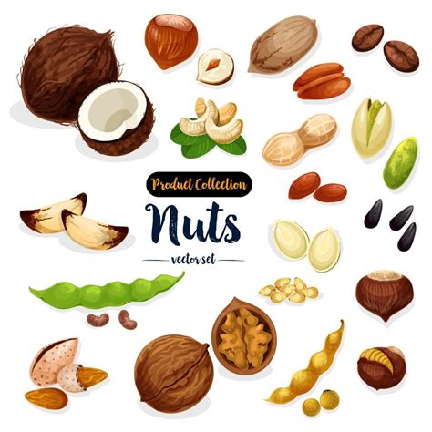 Nuts Seed Bean Cartoon Icon Set For Food Design Vector Art