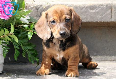 Timmy Dachshund Miniature Puppy For Sale Keystone Puppies