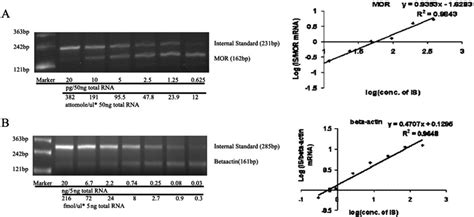 Quantification Of Mor Mrna In Sh Sy Y Cells Using Qc Rt Pcr A The