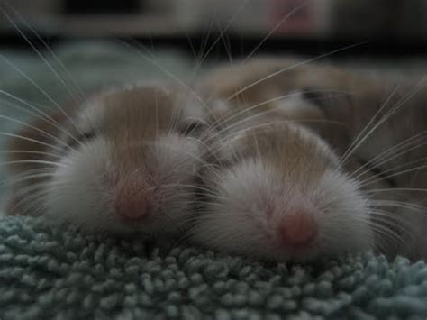 Kawaii Means Cute Baby Hammies