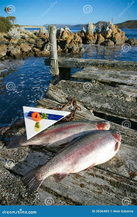 Ocean Trout Stock Image Image Of Strahan Tasmania Hells 5036403