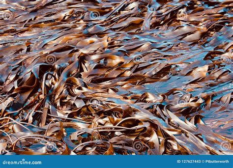 Brown Algae Oarweed or Kelp Laminaria Digitata on Off the Coast at ...