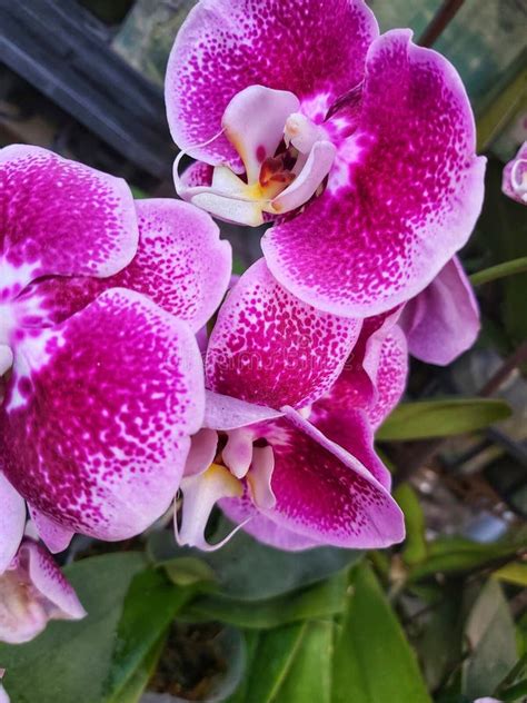 La Orquídea En Flor Tiene Una Corona Púrpura Con Manchas Y Gradaciones