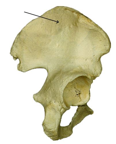 Pelvis Bone Identification Flashcards Quizlet