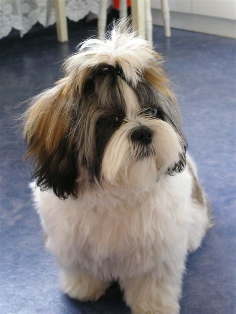 Shih Tzu Wikipedia