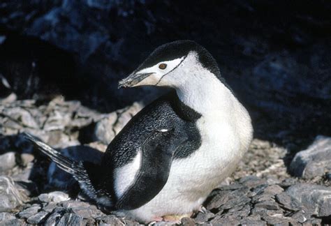 Chinstrap penguins - Antarctica file wildlife