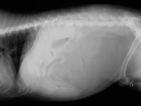 Veterinary Key Points: Surgical Removal of Giant Lipomas in Dogs