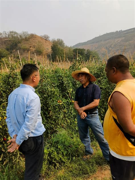 园艺所番茄团队赴云南进行番茄生产技术指导和交流 科技服务 新闻中心 上海市农业科学院