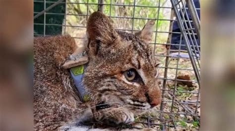 Virginia Tech Tracking Bobcats To Preserve Wildlife