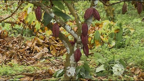 Tipos De Poda En El Cultivo De Cacao Youtube