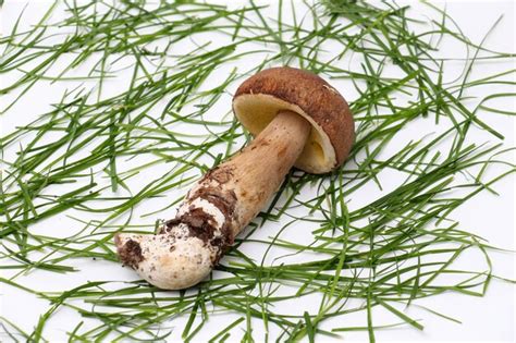 Premium Photo Mushroom Boletus Edulis