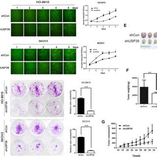 Usp Promotes Progression Of Ovarian Cancer Cells Via Blocking P P