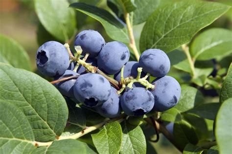 Buy Blueberry S In Pots Ready To Bluecrop Mid Season Variety Self