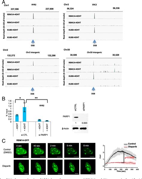 Figure 1 From Intrinsically Disordered Protein RBM14 Plays A Role In