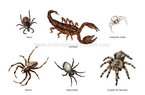 règne animal > insectes et arachnides > exemples d’arachnides image ...