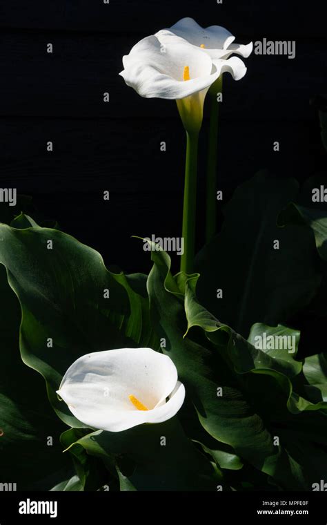 White Calla Lily Plant With Flowers On Black Background Dark Key