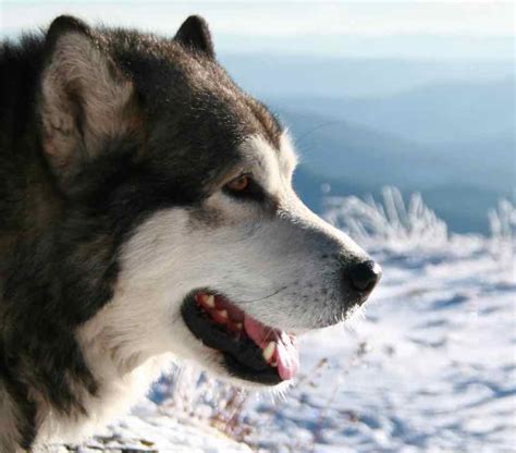 Large dog breeds - list of all large sized dogs - Huge dogs - Big dog ...