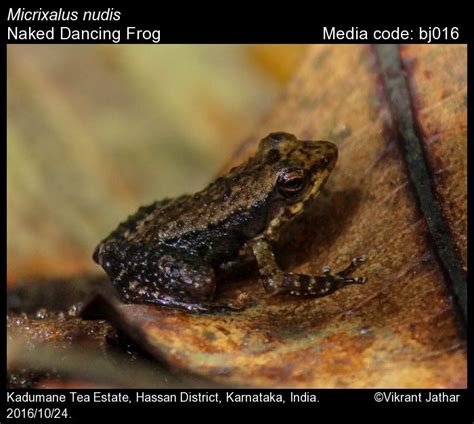 Micrixalus Nudis Pillai Naked Dancing Frog Amphibians