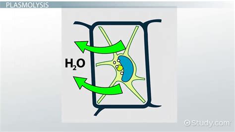 What are Plasmolysis & Deplasmolysis? - Video & Lesson Transcript | Study.com