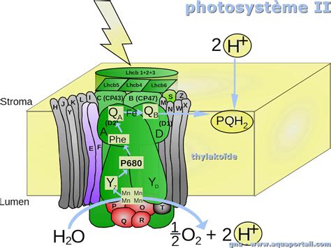 Photosystème 2 définition et explications