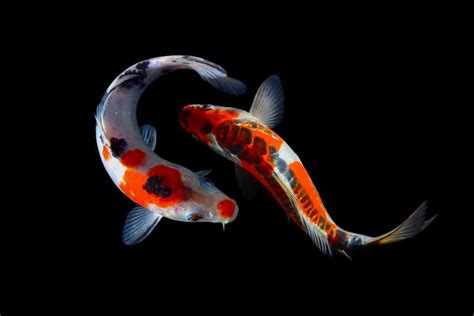 Taisho Sanshoku Sanke Red White Black Koi Fish