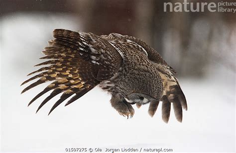 Stock Photo Of Great Grey Owl Strix Nebulosa Lapponica Hunting In