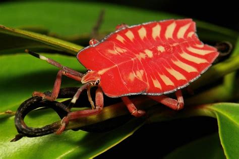 Sinobug Shield Bugs Insect Photography Stink Bugs