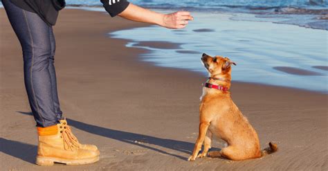 Apprendre l ordre Assis à son chien nos conseils pour réussir