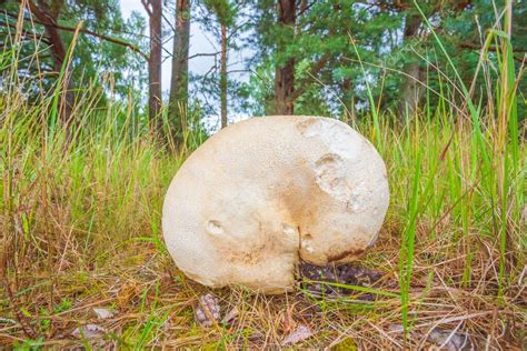 Hongos Gigantes Calvatia Gigantea Creciendo En Pastizales Grandes