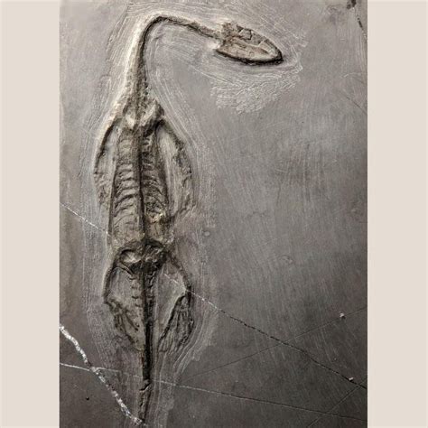 Fossil Keichousaurus Hui Marine Reptile Skeleton From China Den Of