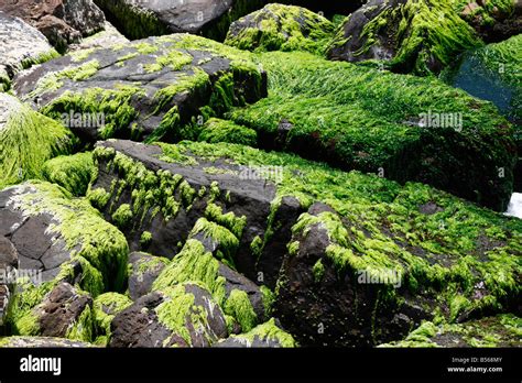 Mosses On Rocks Stock Photo Alamy