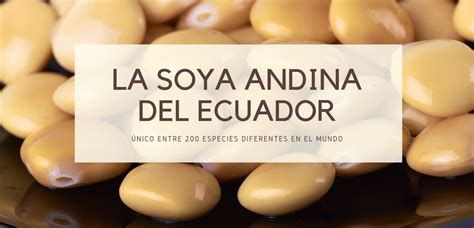 Beneficios Del Chocho La Soya Andina Del Ecuador La Cueva Fitness Center