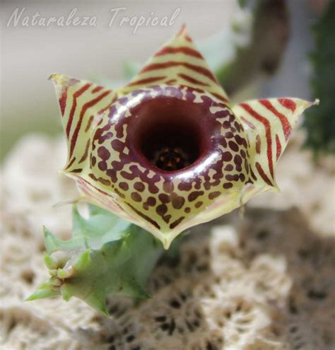 Conoce Un Hermoso Genotipo De La Suculenta Huernia Zebrina