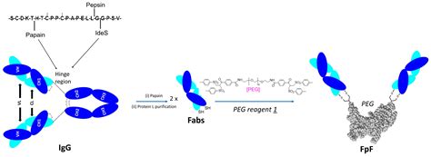 Bioengineering Free Full Text Soluble Papain To Digest Monoclonal Antibodies Time And Cost