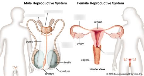 6 6 Hormones Homeostasis And Reproduction Diagram Quizlet