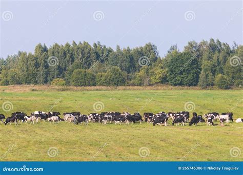 Manada De Vacas Negras Y Blancas Que Pastan Y Comen Pasto En Un Prado