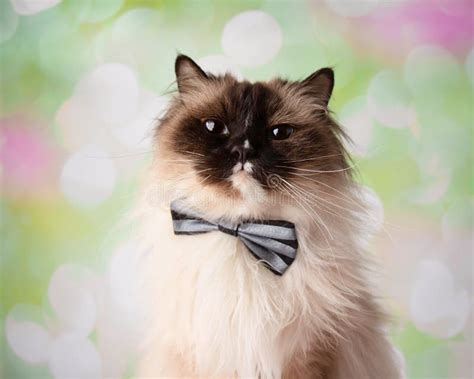 Blue Eyed Ragdoll Breed Cat Close Up Face Wearing Bow Tie Stock Image ...