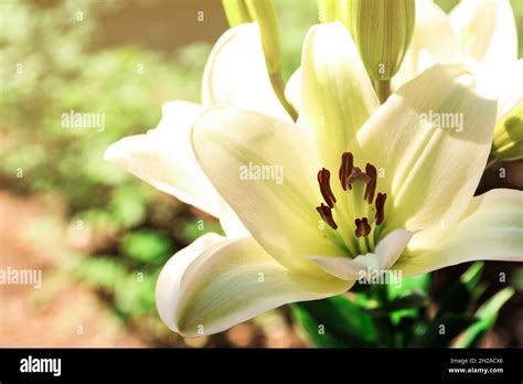 Beautiful Blooming Lily Flowers In Garden Closeup Stock Photo Alamy