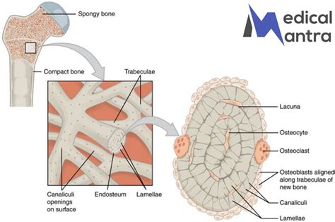 Trabeculae Bone: Anatomy, Structure, Function, - Medical Mantra