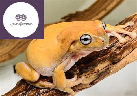 Honey Blue Eyed White Tree Frog For Sale - Affordable Willow Reptiles ...