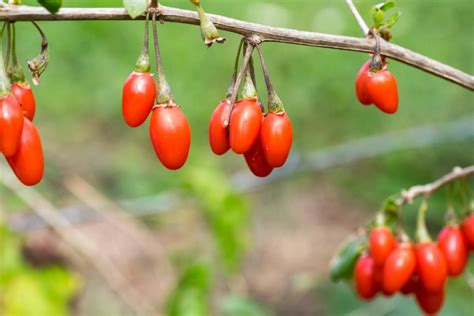 Goji Beeren Ernten Anbau Pflege Der Pflanze