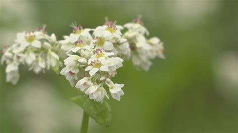 秋の風情たっぷり！光ヶ原高原 ソバの花見頃 ニュース 上越妙高タウン情報