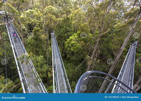 Otway Fly Treetop Adventures Treetop Walk Melbourne Australia Great ...