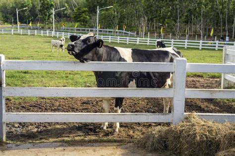 Cow Mooing Stock Image Image Of Meadow Farmland Summer 59126993