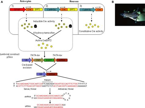 Inducible And Cell Specific Gene Knockdown In Vivo A Schematic