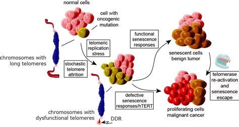 Telomeres And Cancer