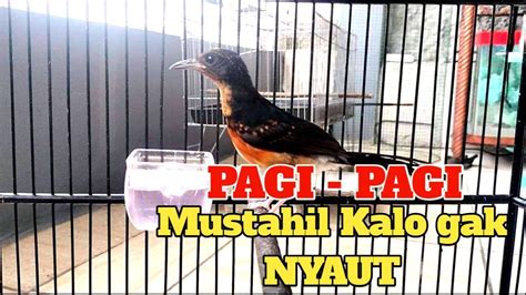 Murai Trotol Gacor Dan Murai Batu Pastol Bunyi Ngeplong Kretekan Dan