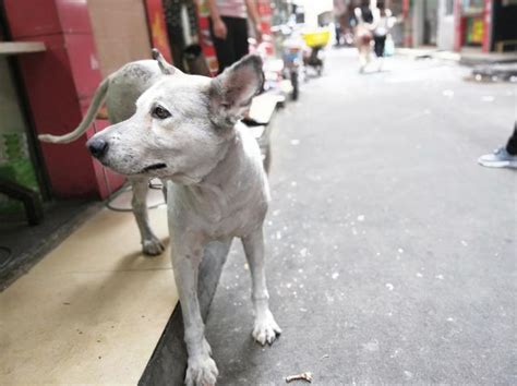 阿拉斯加犬全身白毛無故被剃光，路人擔心圍觀，主人卻很開心？ 每日頭條