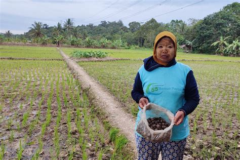 Lahan Pangan Di Makroman Merana Terdampak Tambang Batubara